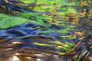 kelp rjava alga
