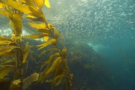 alga kelp