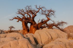 baobab v prahu