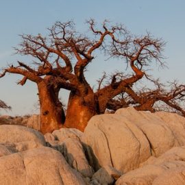 Baobab v prahu